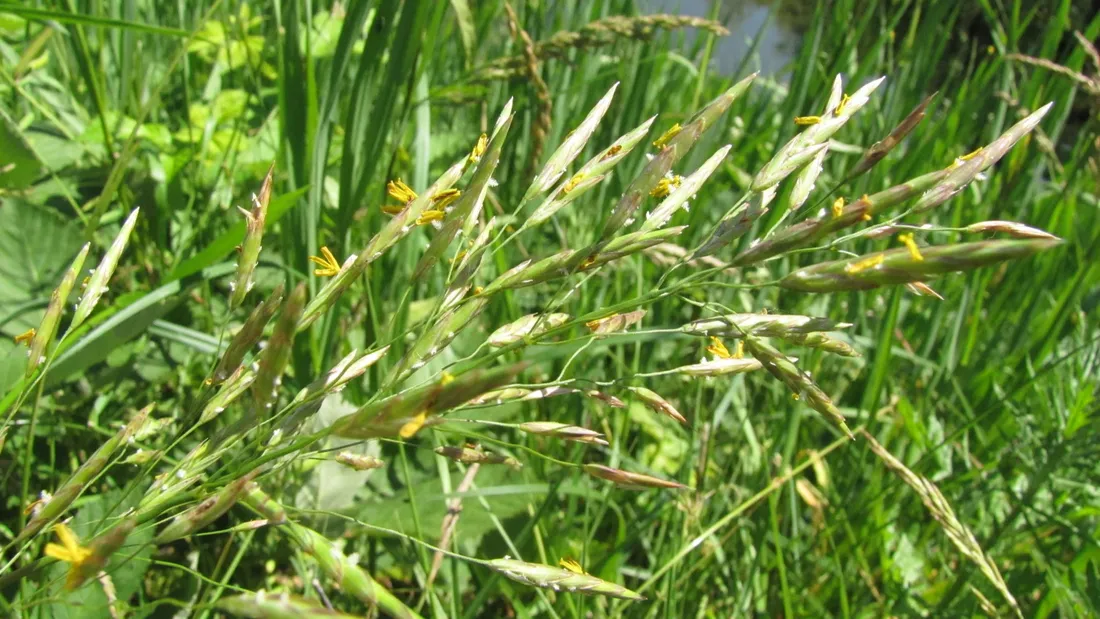 Niveau élevé de pollen dans l’air à Dijon